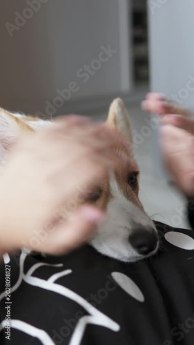 Playful Pembroke Welsh Corgi puppy spending joyful time with a child indoors, highlighting companionship, fun, and warmth in a cozy home environment.