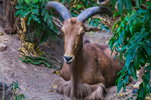 Fotografía Barbary Sheep Aoudad with Large Curved Horns Resting on Ground Among Green Tropi