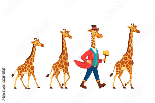Canvas Print Anthropomorphic giraffe in red jacket leading walking giraffes