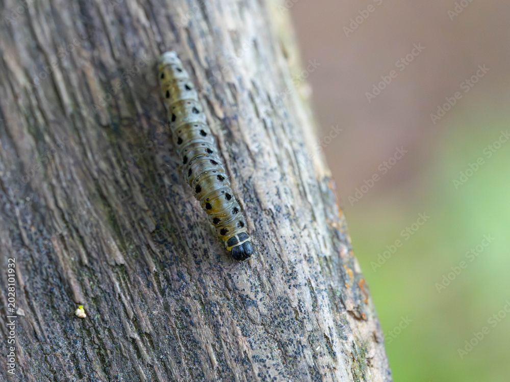 Fototapeta premium Bio Diversity - Yponomeutidae - Larva of the Ermine Moth