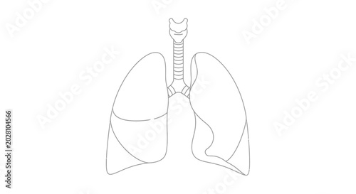 Fotografía Human lungs and trachea anatomy.