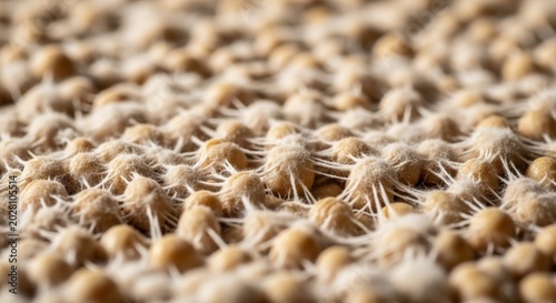 Tempeh Starter Culture Mycelium Growing on Soybeans Close-up Macro Shot Detailed Food Fermentation Vegetarian Protein Source