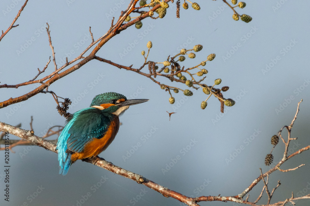 Foto common kingfisher (Alcedo atthis)