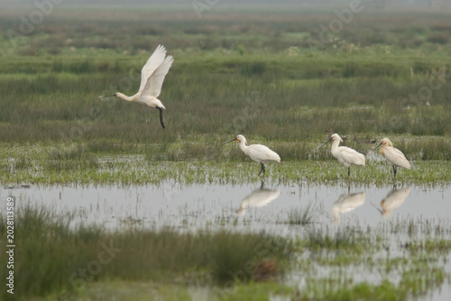 Foto Eurasian spoonbill (Platalea leucorodia)