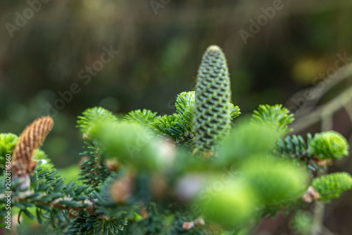 Quadro su tela Dead Conifer Tree Trunk Without Needles Marked for Removal