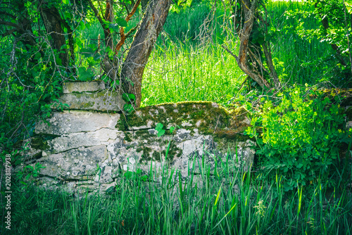 Overgrown Ancient Stone Wall with Moss and Twisted Trees, Abandoned Ruins in Green Nature