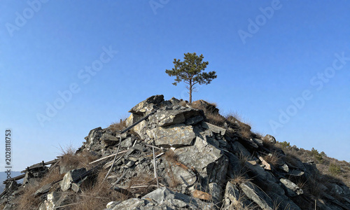 mountain peak rises background blue sky single tree perched atop rugged outcropping stolby krasnoyarsk