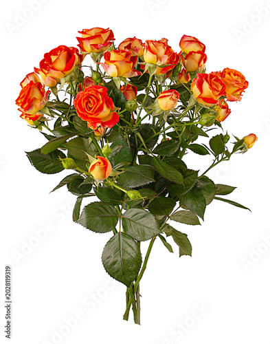 Bush rose bouquet