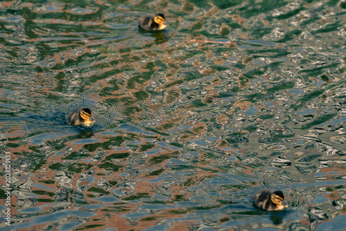 Pata con sus patitos en el estanque