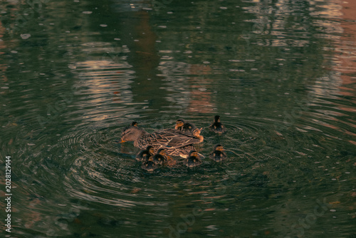 Fényképezés Pata con sus patitos en el estanque