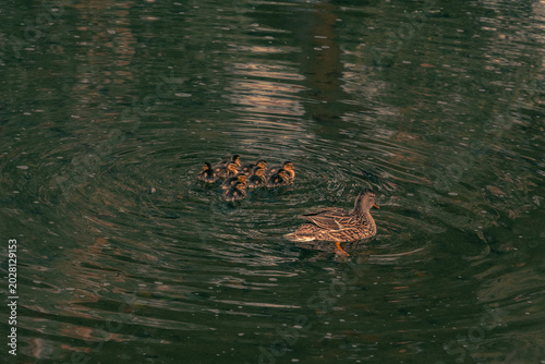 Vászonkép Pata con sus patitos en el estanque