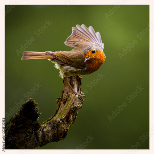 robin perched on a branch