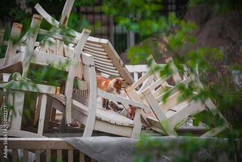 Foto Urban wildlife, young red foxes hiding among discarded wooden furniture in the c