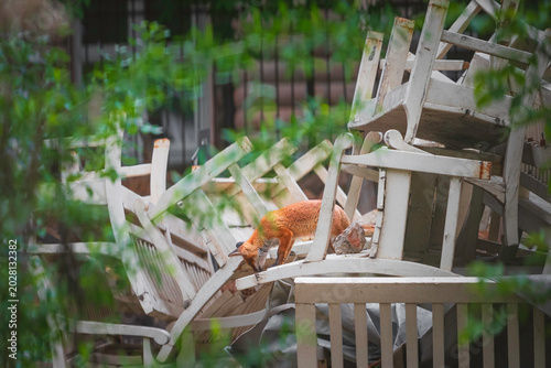 Foto Urban wildlife, young red foxes hiding among discarded wooden furniture in the c