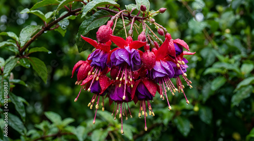 Beautiful Fuchsia Flower Cluster Blooming After Rainfall Macro Photography