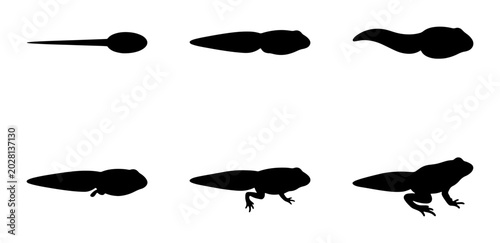 Foto Frog Metamorphosis Stages Silhouette