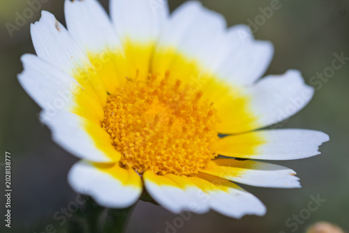 Tableau sur toile Crown daisy flower blooming in spring during daytime