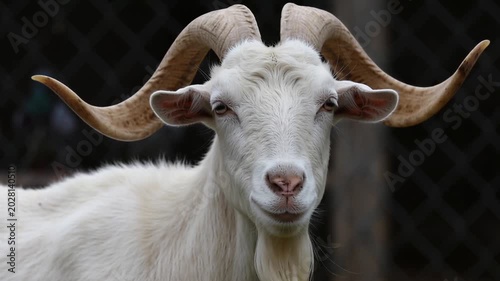 Majestic white goat with large curved horns stares directly ahead