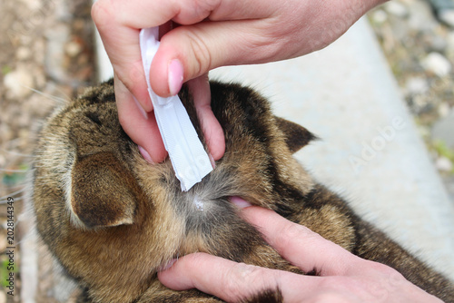 Cat flea treatment. A woman drips a parasite drug on a pet's withers