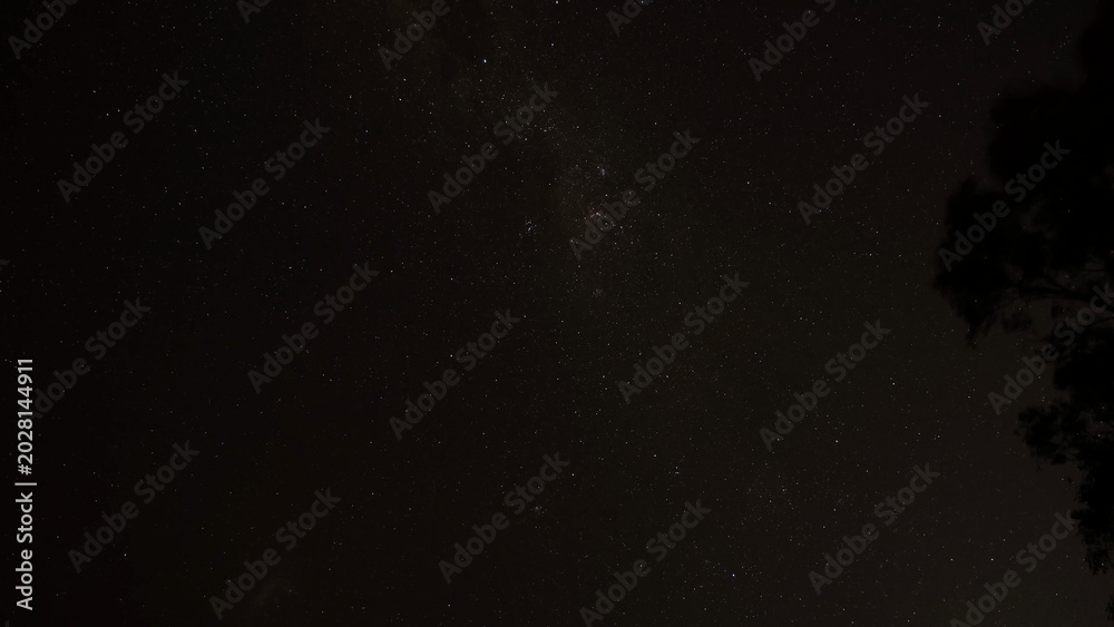 Fototapeta premium Starry Night Sky with Milky Way and Tree Silhouette