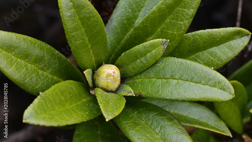 Cuadro en lienzo Macro Detail of Rhododendron ferrugineum Bud