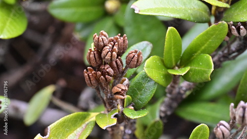 Foto Alpine Rose (Rhododendron ferrugineum) Brown Seed Capsules and Evergreen Leaves
