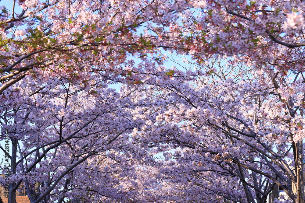 Obraz premium Dankazura Cherry Blossoms, an elevated walkway with cherry trees, leading to Tsurugaoka Hachimangu Shinto shrine in Kamakura, Kanagawa, Japan