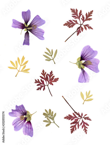 Foto Herbarium collection features high quality scan of pressed dried purple malva flowers and colorful autumn leaves