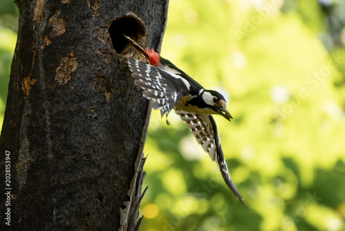 Photos A great spotted woodpeckers (Dendrocopos major) flies out of its nest