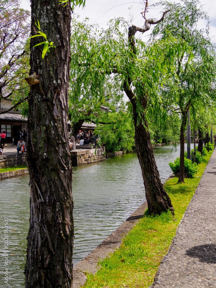 Fototapeta premium 倉敷観光:新緑の季節を迎えた美観地区の川沿いの風景