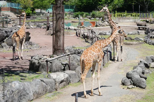 Fototapeta 静岡県_東伊豆町_伊豆アニマルキングダム_アミメキリン