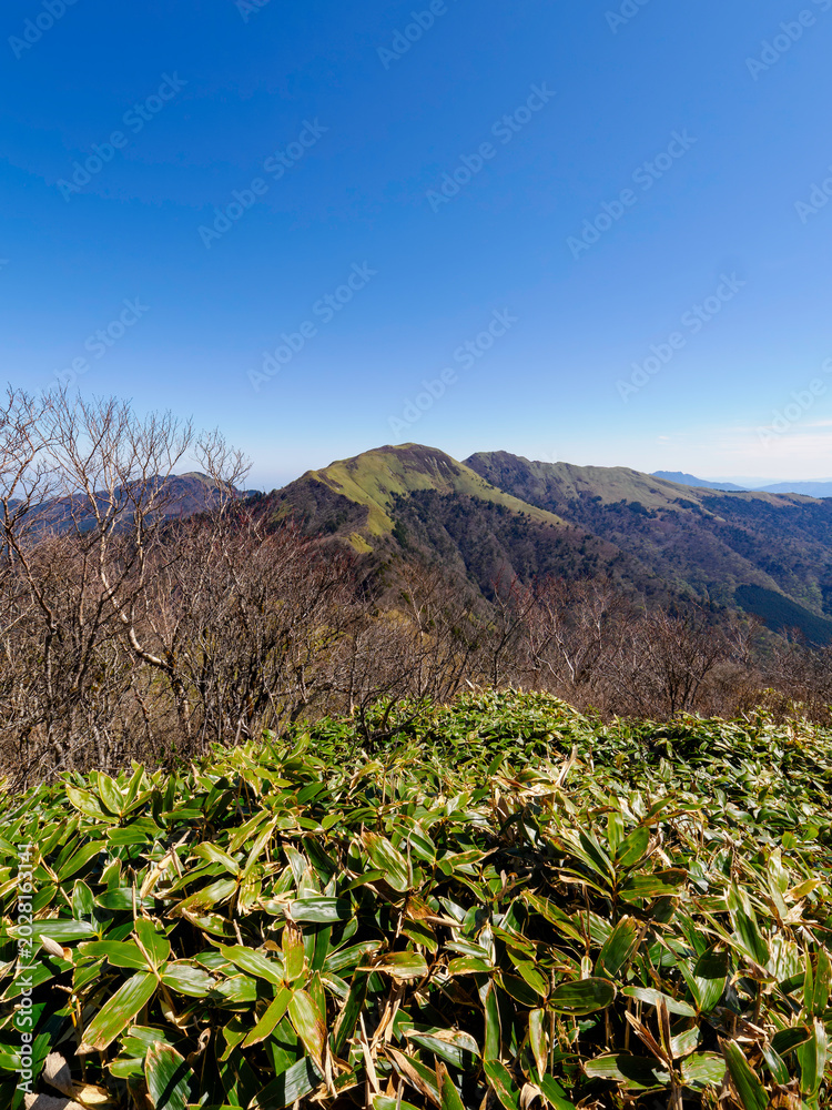 Obraz premium 登山・トレッキング：初夏の陽光に包まれる瓶ヶ森の広大なクマザサ地帯
