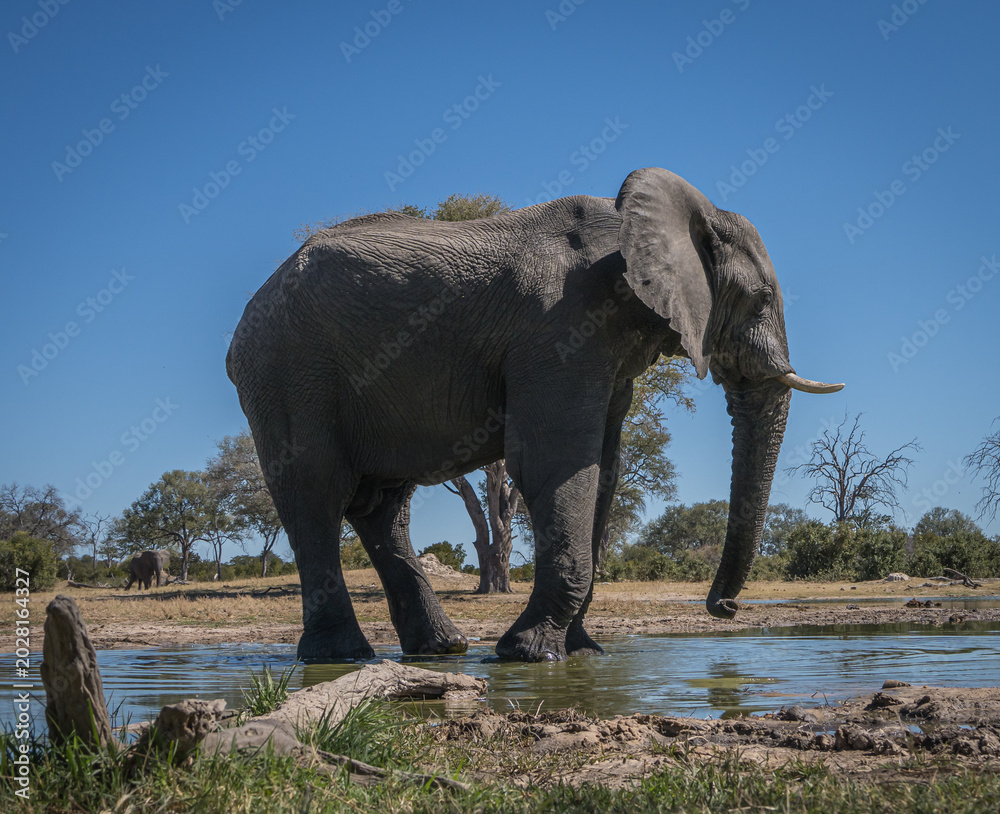Obraz premium African Bush Elephant Standing in a Waterhole Under a Clear Blue Sky