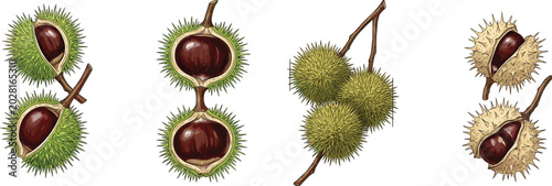 Fotografía Horse chestnut vector set with green spiky shells open husks and brown seeds iso