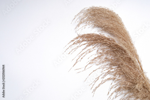 dry background of alang alang