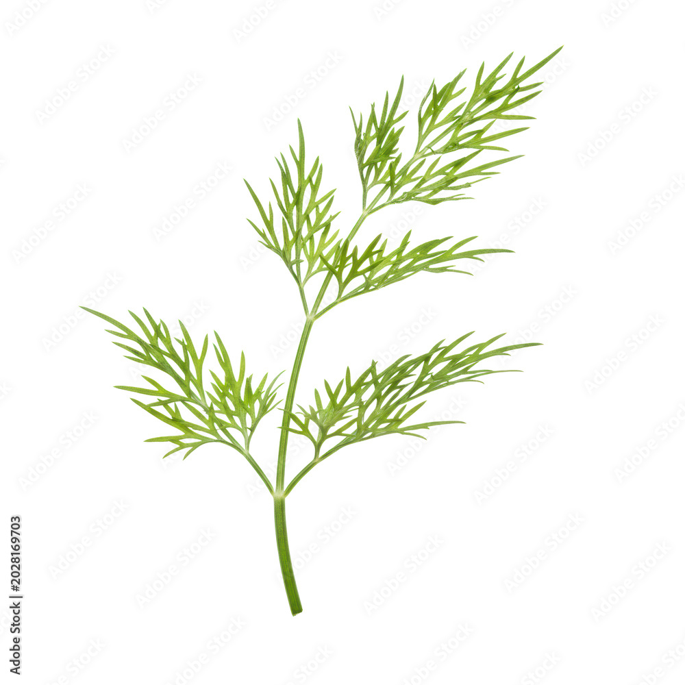 Fototapeta premium Vibrant emerald dill sprig, delicate feathery fronds with dew, thin curved stem, ultra close-up macro on a transparent studio background. Concept of culinary freshness and vitality