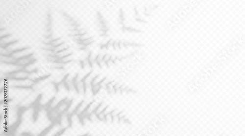 Tableau sur toile Shadow overlay from a fern branch isolated on a transparent background