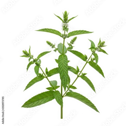 Full fresh mint plant with green leaves and delicate white flowers