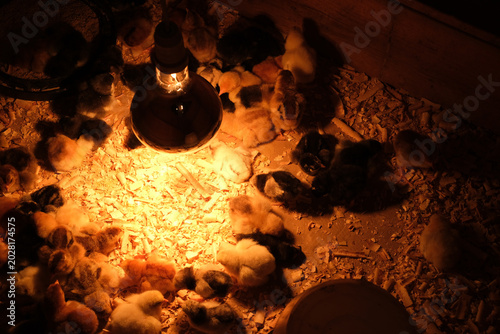 Photos Chicks under a warm lamp in a brooder, close view of hatchlings amid soft beddin
