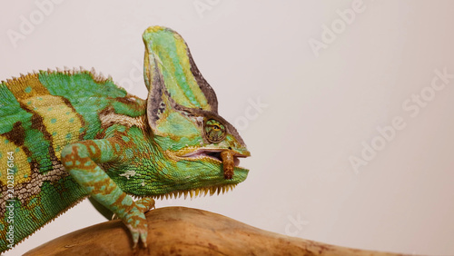 Fotografija Profile view of a green veiled chameleon eating a worm on wood