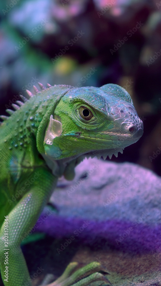 Fototapeta premium Close-up of a wild monitor lizard in a terrarium