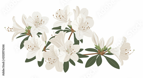 A spray of delicate white azalea flowers with green leaves on a white background