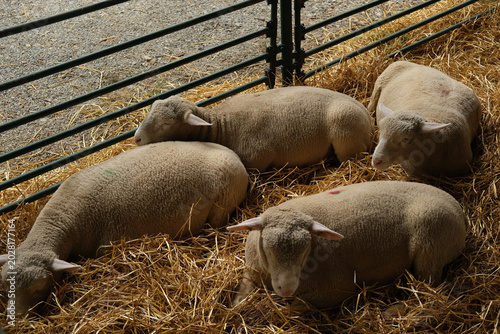 Canvastavla Farm scene with sheep resting on straw beside a metal fence in a calm rural setting, ideal for livestock photography and rural life