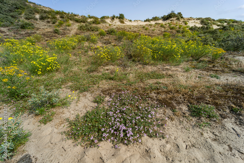 Obraz premium Wild Coastal Dune Landscape with Yellow and Pink Flowers