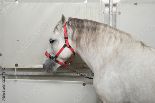 Fotografie Horse in a stable wearing a red halter, calm head profile, gray coat, equine portrait showing care and shelter