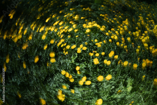 A field of bright yellow summer dandelions in a blur in a circular motion. Natural spring background with wildflowers.