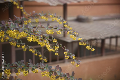 yellow tree with lights flowers