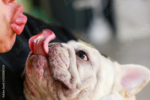 Bild auf Leinwand Happy person receiving sweet kiss from cute white french bulldog extending its t