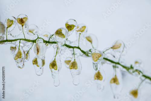 Quadro em tela Plants covered with ice after rain
