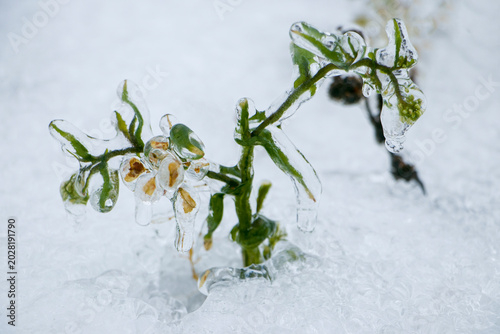 Fotografia Plants covered with ice after rain
